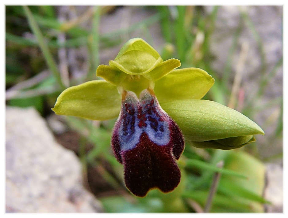 Ophrys lupercalis (gruppo O. fusca)